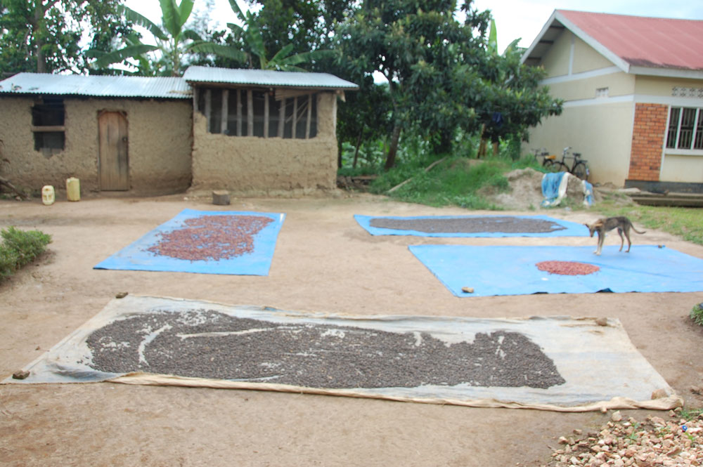 Trocknung von Kaffee Trocknung von Kaffee