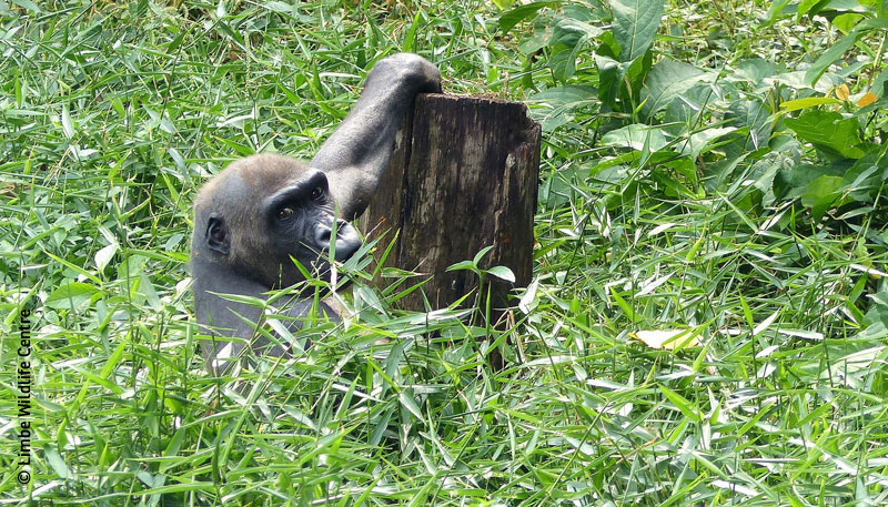 Gorilla Limbe Gorilla Limbe
