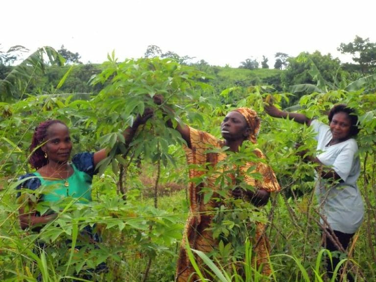 Frauen bei der Ernte von Manjok