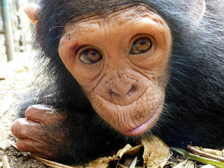 Gorilla Chinoise Jack