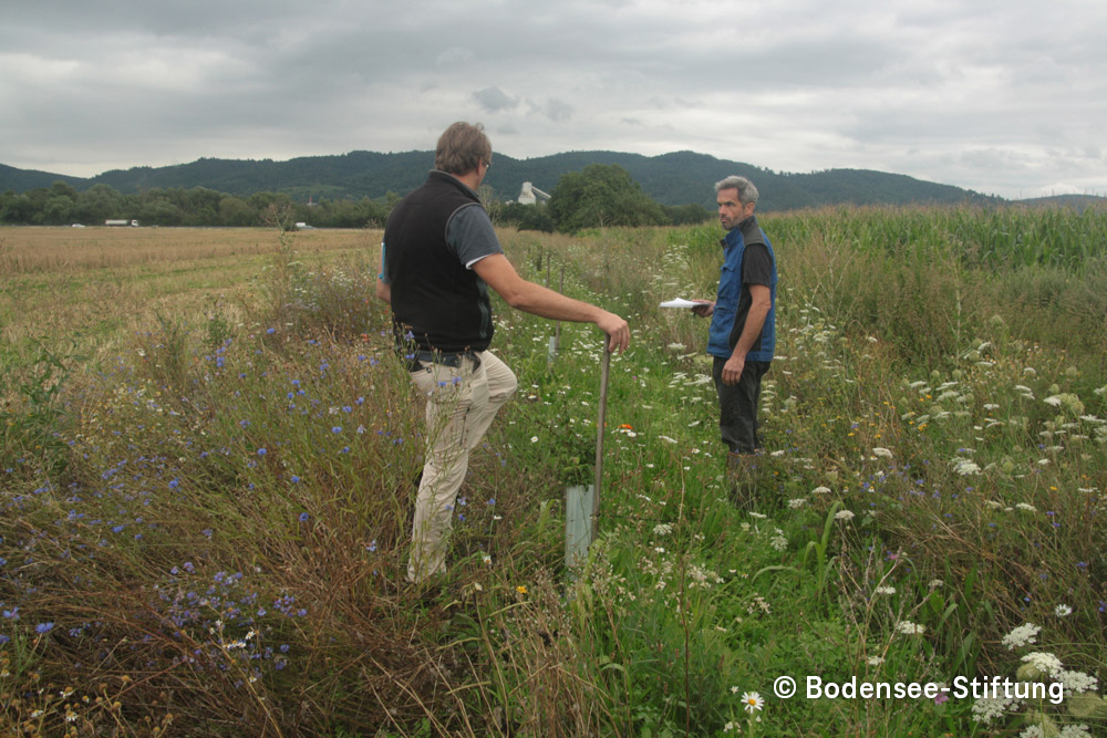 20210803_Ackerbau_Krauch_Copyright_Bodensee-Stiftung_web